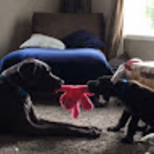 Meet your Posher, Evie